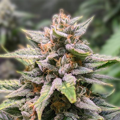 Finding Quality Weed Seeds in West Virginia